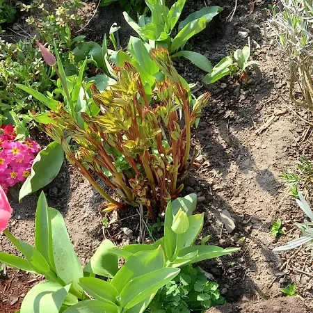 Lavendel Apartment *